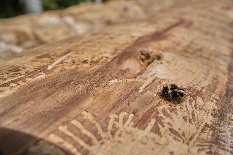 木工初心者工房 - Image 4